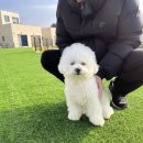 비비&숑숑 반려견펜션 이미지