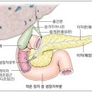 간·담도계의 구성 이미지