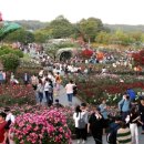 장미축제 이미지