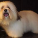 디바인퍼피 이미지