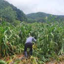 복이네 농장 이미지