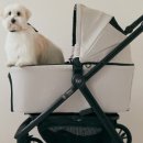 댕댕보스 이미지