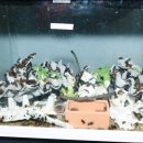 영월곤충박물관 이미지