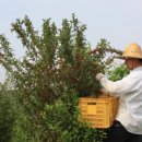 도촌 2농장 이미지