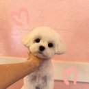 파우스애견미용실 이미지