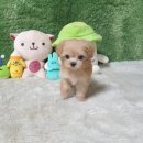 광주강아지분양 고양이분양 펫왕국 이미지