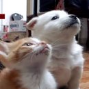 강아지와 고양이 이미지