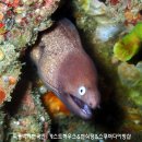 섬게스트하우스 이미지