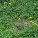 민들레홀씨 이미지