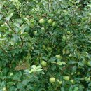 헤브론농장 이미지