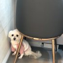 365동판교동물병원 이미지