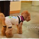 퍼피파라다이스 이미지