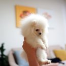 화이트포메라니안 이미지