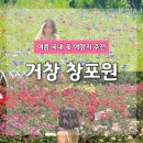 거창 창포원 장미가 흐드러지게 핀 6월 국내 여름 경남여행지 추천