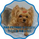 한국pet
