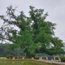 두곡리 은행나무 이미지