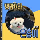 예쁜댕 이미지