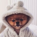 더편한동물병원 이미지