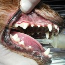 카페거리 동물병원 동행 이미지