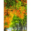 경기도 6월 능소화 명소 베스트 10 주말 드라이브 꽃구경 데이트 스팟 주차 코스 정보