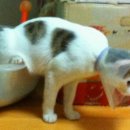 다사랑동물병원 이미지