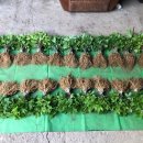 종삼농장 이미지