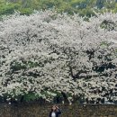 제주 삼성혈 | 2025 제주 삼성혈 벚꽃 실시간 개화현황 입장료 주차