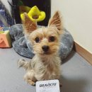 경북가축병원 이미지