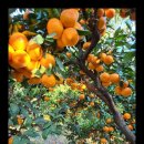 다미농장 이미지