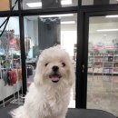 레몬이네 그루밍샵 이미지