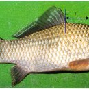 토종붕어 중국붕어 잉붕어 구분 하기 이미지