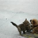 도도한고양이 이미지