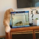 냥이사랑 이미지