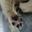 댕발소 이미지