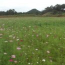 튤립공원 이미지