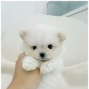 베베멍 이미지