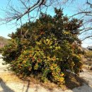 상촌길 | 전라남도 고흥 가볼 만한 곳 추천!!//능가사//녹차밭과 고목들이 아름다워요~.