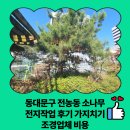 동대문구 전농동 소나무 전지작업 후기 가지치기 조경업체 비용