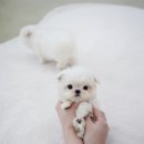 알로하펫 | 경기광주강아지분양 알로하펍앤코 안심분양 후기