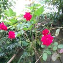 사리보건진료소 이미지