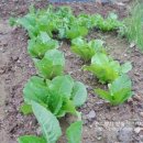 준상농장 이미지