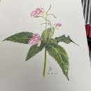 그림 초보자도 쉬운 색연필 그리기 이미지