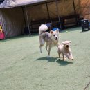 두리멍쉴 애견유치원 | [의정부애견유치원] 두리멍쉴 애견유치원