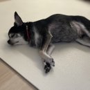 몽쉘댕댕 이미지