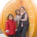 서귀포 농업기술센터 감귤박람회장 2013-11-23 이미지