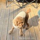 투포캠프 | [청도] 반려동물동반 에어비앤비 애견동반숙소 부산근교 애견동반캠핑장. 투포캠프