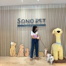 골드그라운드 | 홍천 소노펫 클럽앤리조트 비발디파크 | 골드 스위트룸 후기(+카페, 플레이그라운드, 셀프목욕, 바베큐)