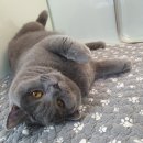 베리굿동물병원 이미지