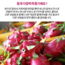 태양의 선물 충북 영동 산지직송 선인장열매 용과 2kg 이미지