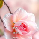 손지님 생일 축하 합니다 이미지